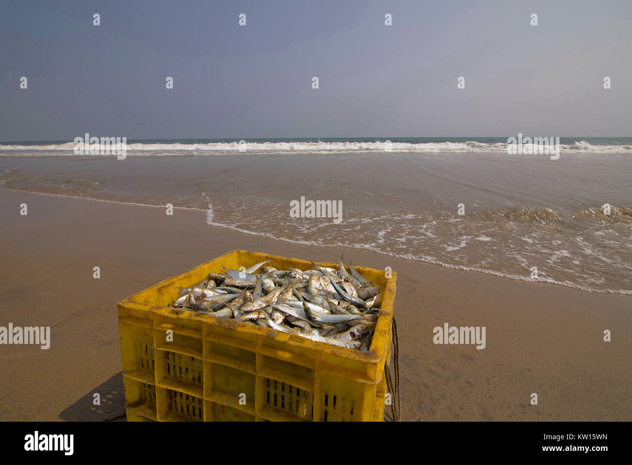 La prise de poisson, Marina Beach, Chennai, Tamil Nadu, Inde. Banque D'Images