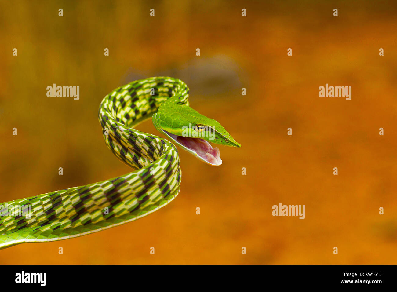 Serpent de vigne verte, Ahaetulla nasuta, légère venimeux. Pondicherry, Tamil Nadu, Inde Banque D'Images