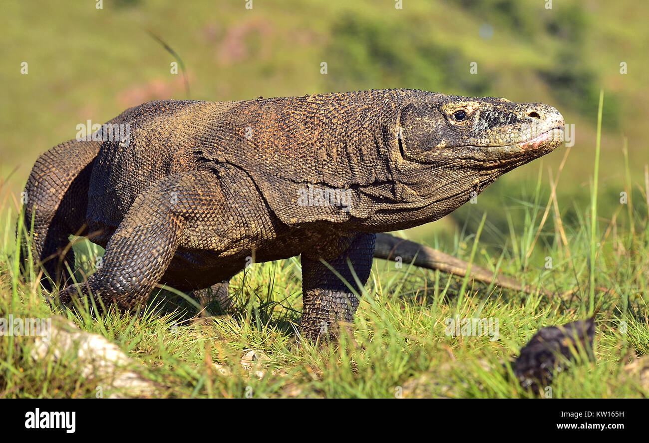 Portrait de le dragon de Komodo (Varanus komodoensis) est le plus grand lézard vivant au monde. Sur l'île de Rinca. L'Indonésie. Banque D'Images