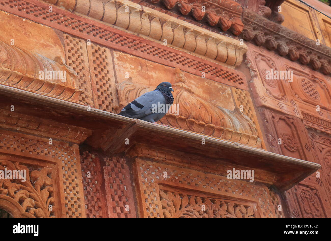 Pigeon reposant sur l'architecture historique de Jodhpur Inde Banque D'Images