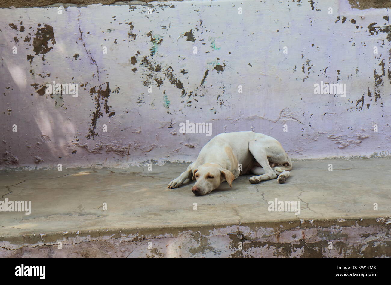 Chien errant dormir sur street Jodhpur Inde Banque D'Images