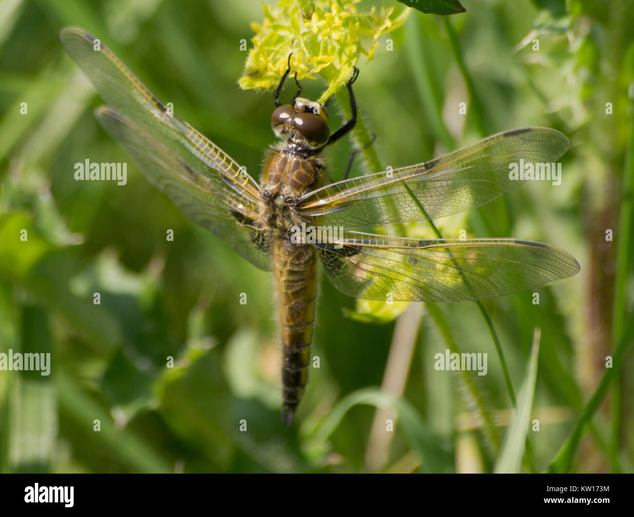 Sur place quatre Chaser Libellule posée sur l'usine Crosswort Banque D'Images