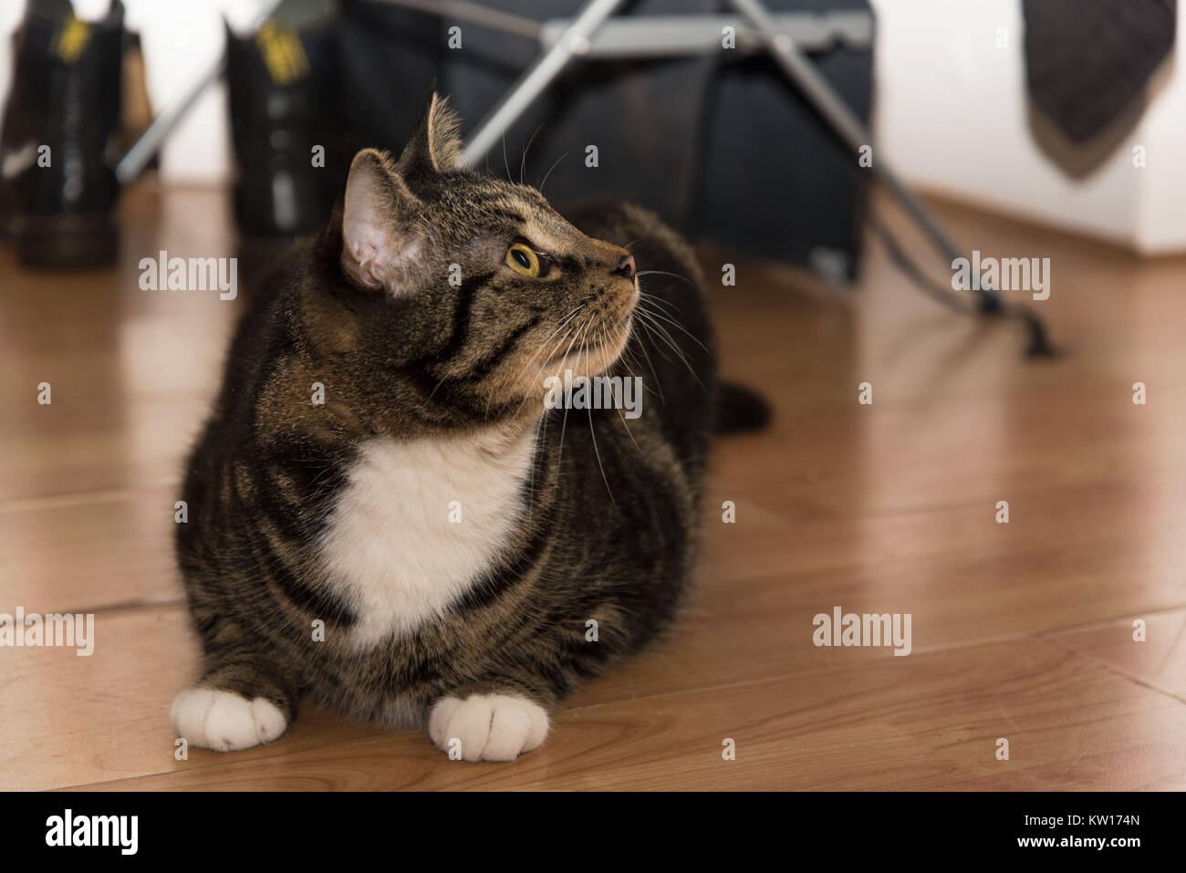 Un beau chat tigré fixant vraiment détendue à la maison en criant quelque chose avec pattes blanches et une poitrine blanche. Banque D'Images