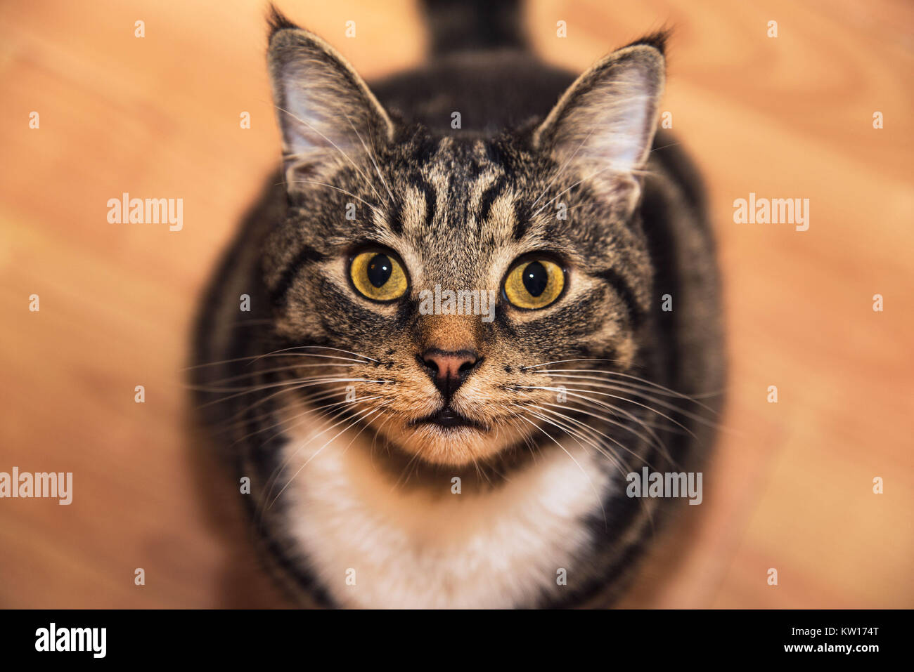 Un beau chat tigré à la caméra en criant regarder avec un visage mignon et de grandes moustaches blanches, yeux jaune, rose et blanc nez de fourrure à la poitrine. Assis Banque D'Images