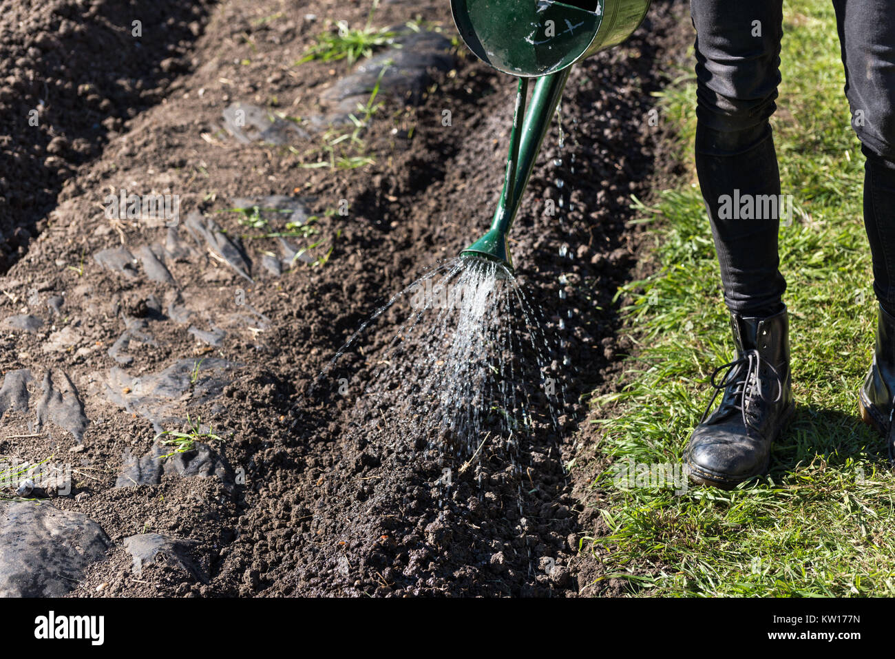 Un jardinier man wearing jeans skinny et dr marten boots d'arroser les pommes de terre des lits surélevés avec un étain vert arrosoir dans le jardin. Banque D'Images