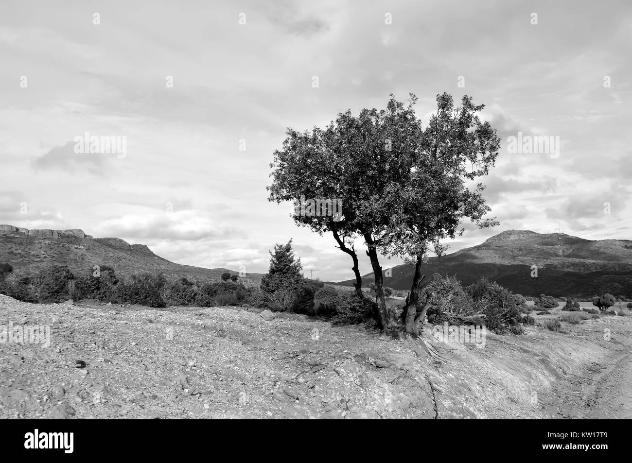 Lone Tree Growing Out of Mountain Banque D'Images