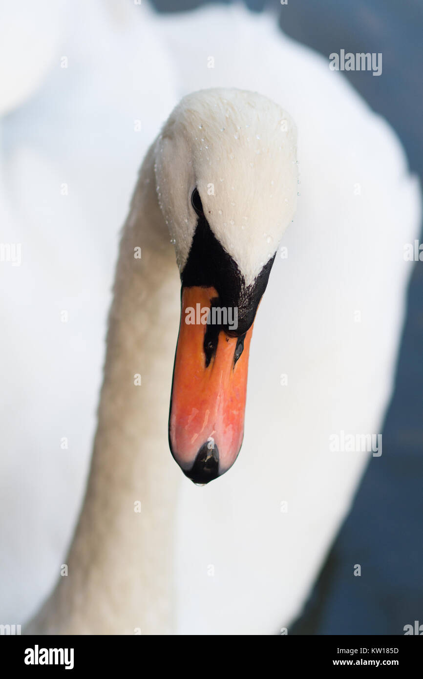 Swan élégant dans l'eau avec juste Banque D'Images