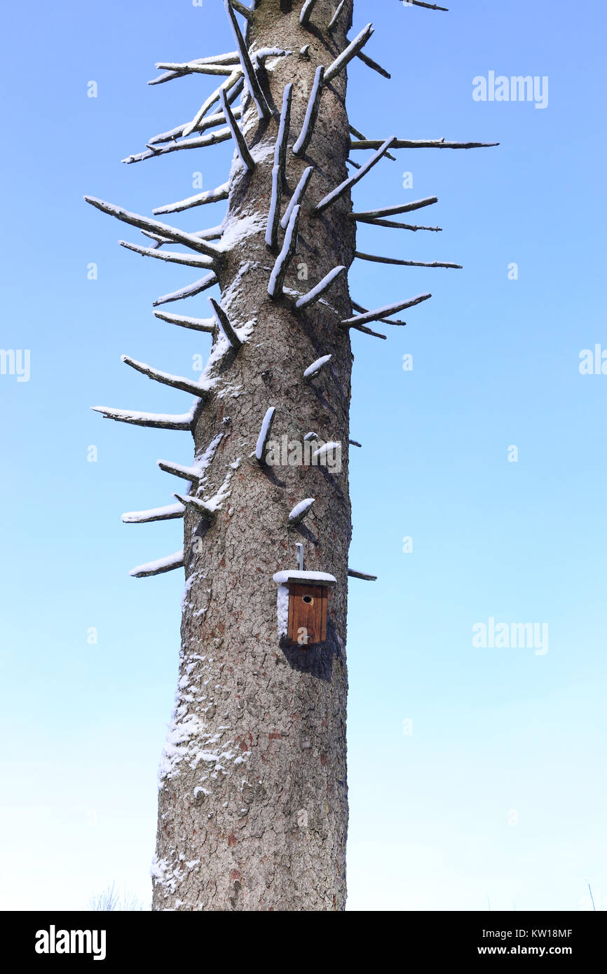 Nichoir - Birds Nest - recouvert de neige Banque D'Images