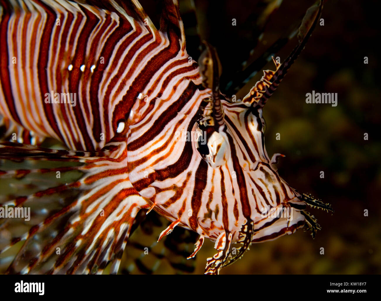 Poisson-papillon commun (PTEROIS MILES) Banque D'Images