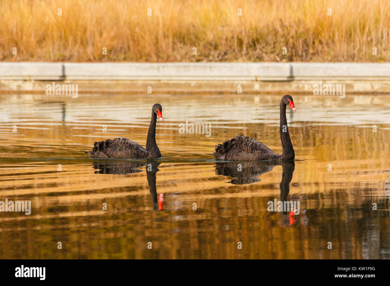 Un Exemplaire Rare De Black Swan En Italie Existantes Cest
