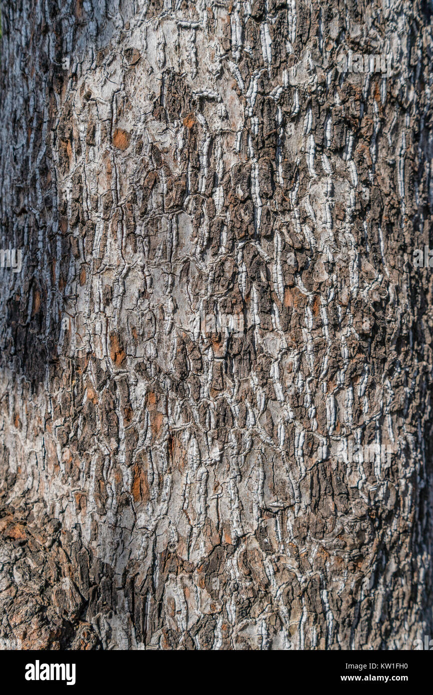 En botanique, le tronc (ou tronc) est la tige et l'axe principal en bois d'un arbre, qui est une caractéristique importante dans l'identification des arbres, et qui sont souvent différents Banque D'Images