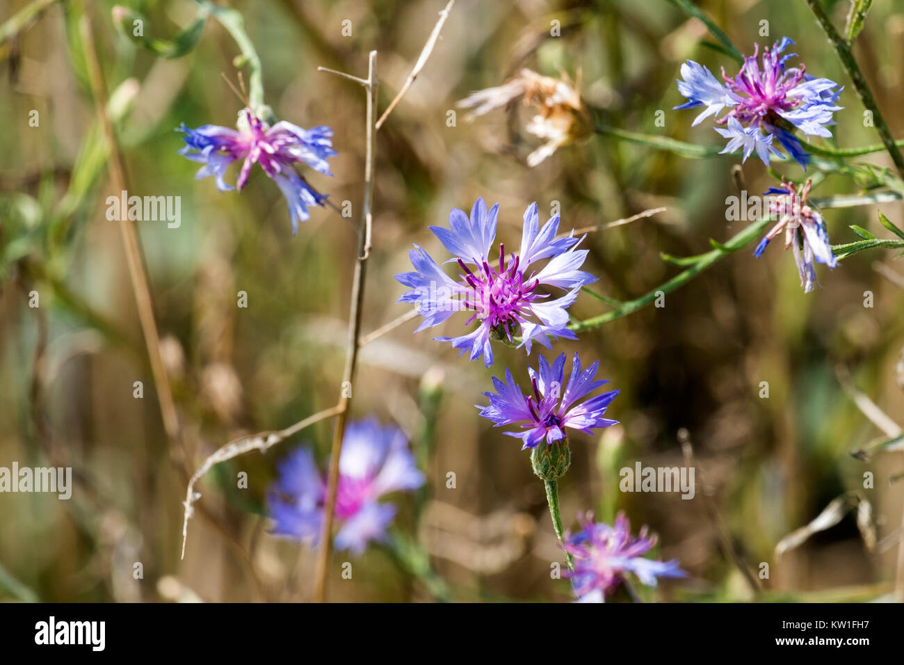 Fleurs d'un Bleu bleuet (Centaurea cyanus) Banque D'Images