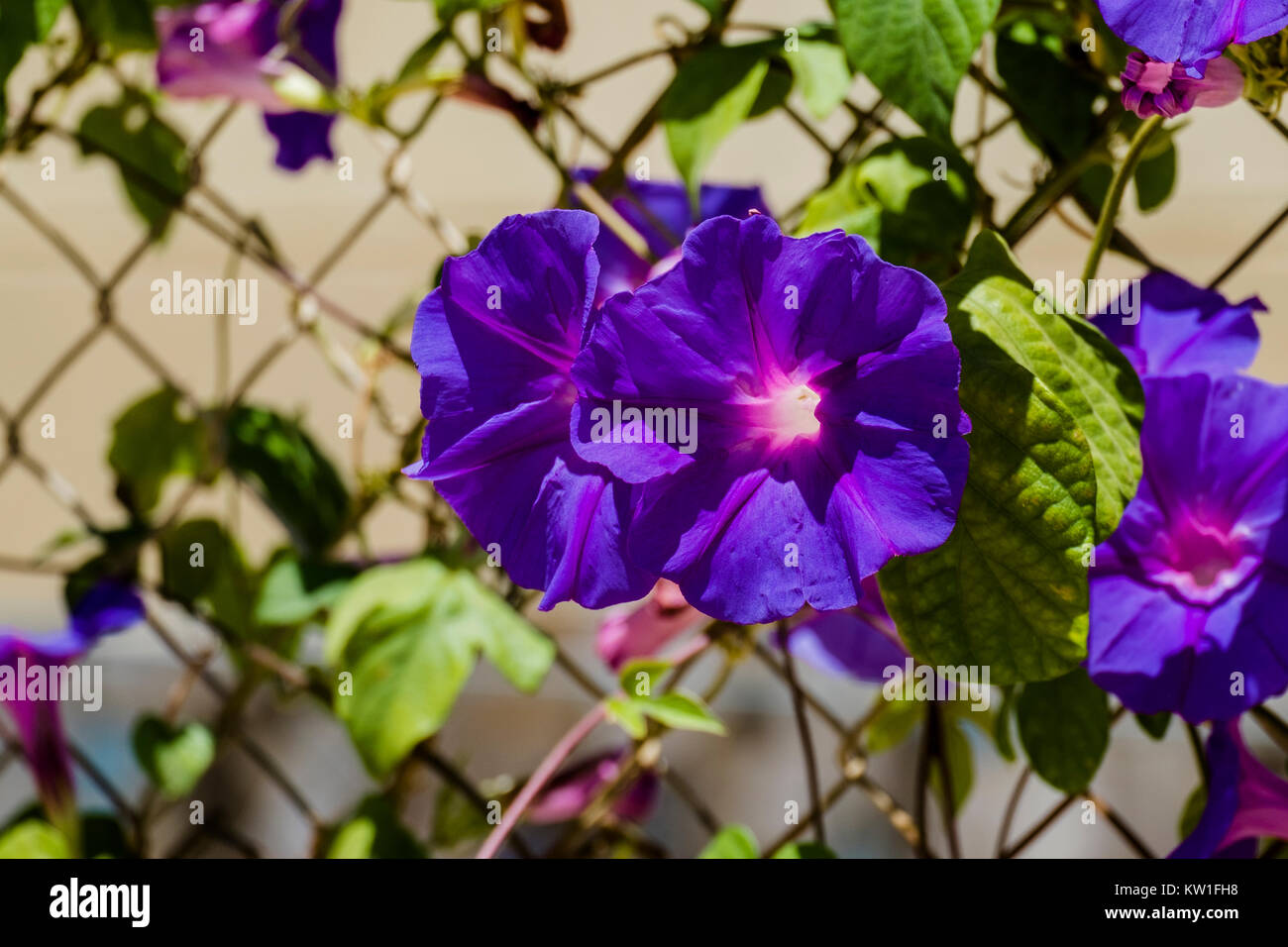 Fleurs bleu matin gloire de l'Ipomea genre de la famille Convolvulaceae (Ipomea purpurea) Banque D'Images