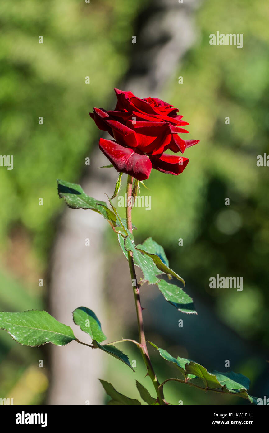 Rose rouge vif dans un jardin avec s longue tige et feuilles vertes sous la  lumière du soleil Photo Stock - Alamy