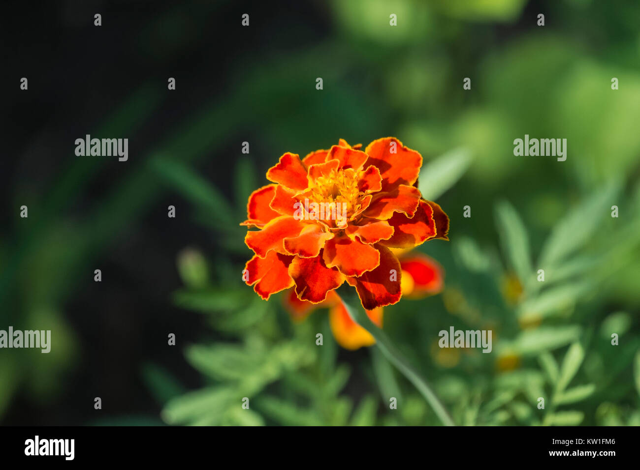 La fleur d'un souci sur un arrière-plan flou (Tagetes patula) Banque D'Images