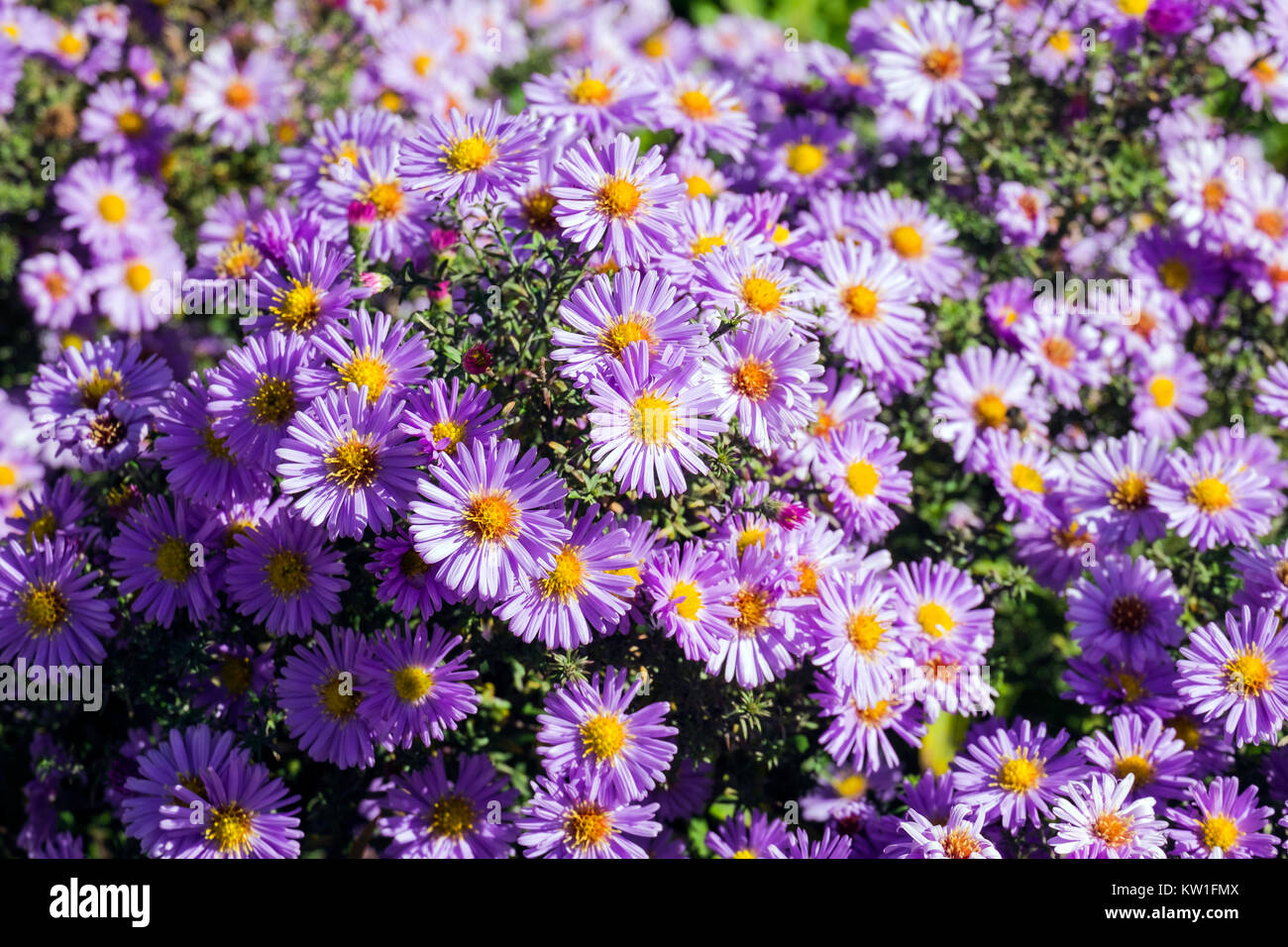 Purple Asters d'automne avec centre jaune (Symphyotrichum novi-belgii) Banque D'Images