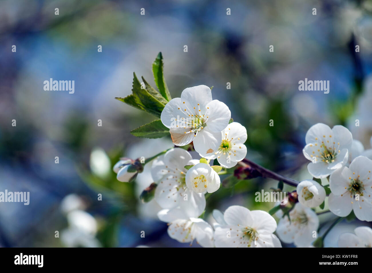 Délicate fleur de cerisier blanc (Cerasus) Banque D'Images