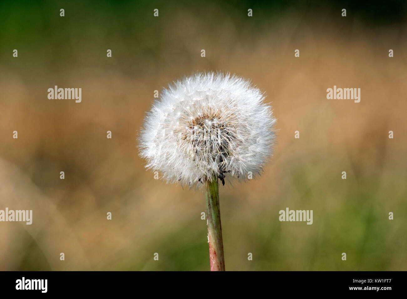 Herbes médicinales. Pissenlit fleur pâle (Taraxacum) Banque D'Images