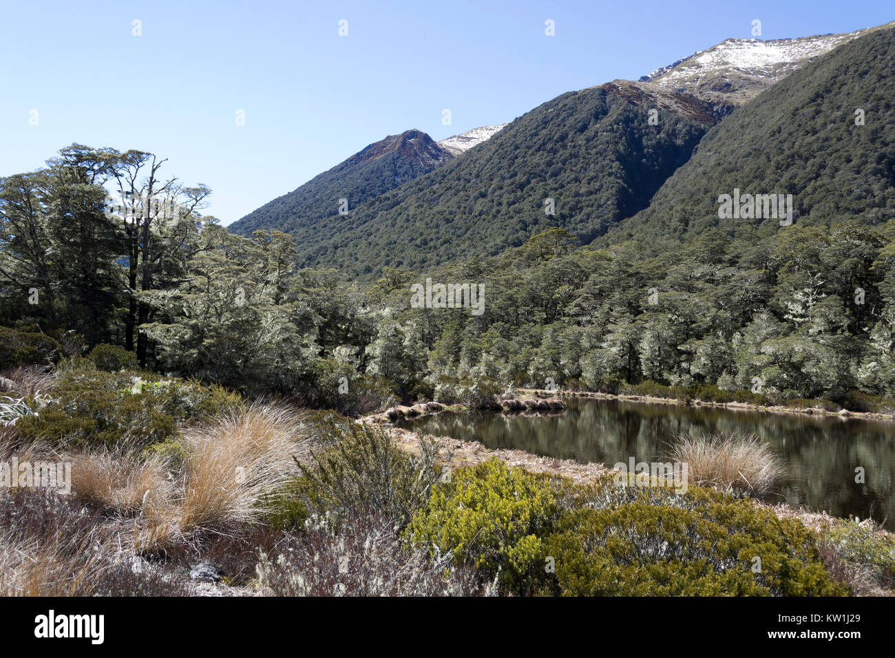 Amérique du Canterbury, Nouvelle-Zélande. Paysage près de Lewis Pass Banque D'Images