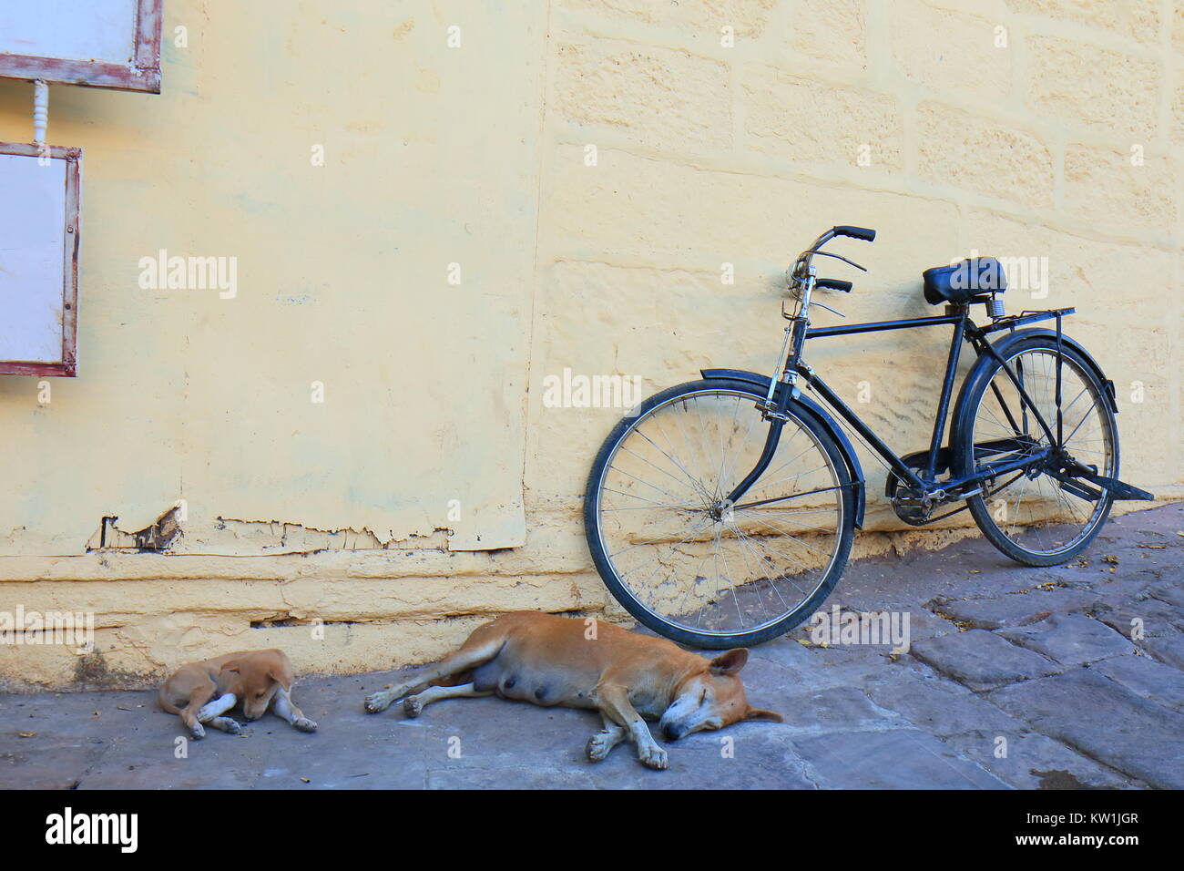 Chien errant dormir sur street Jodhpur Inde Banque D'Images