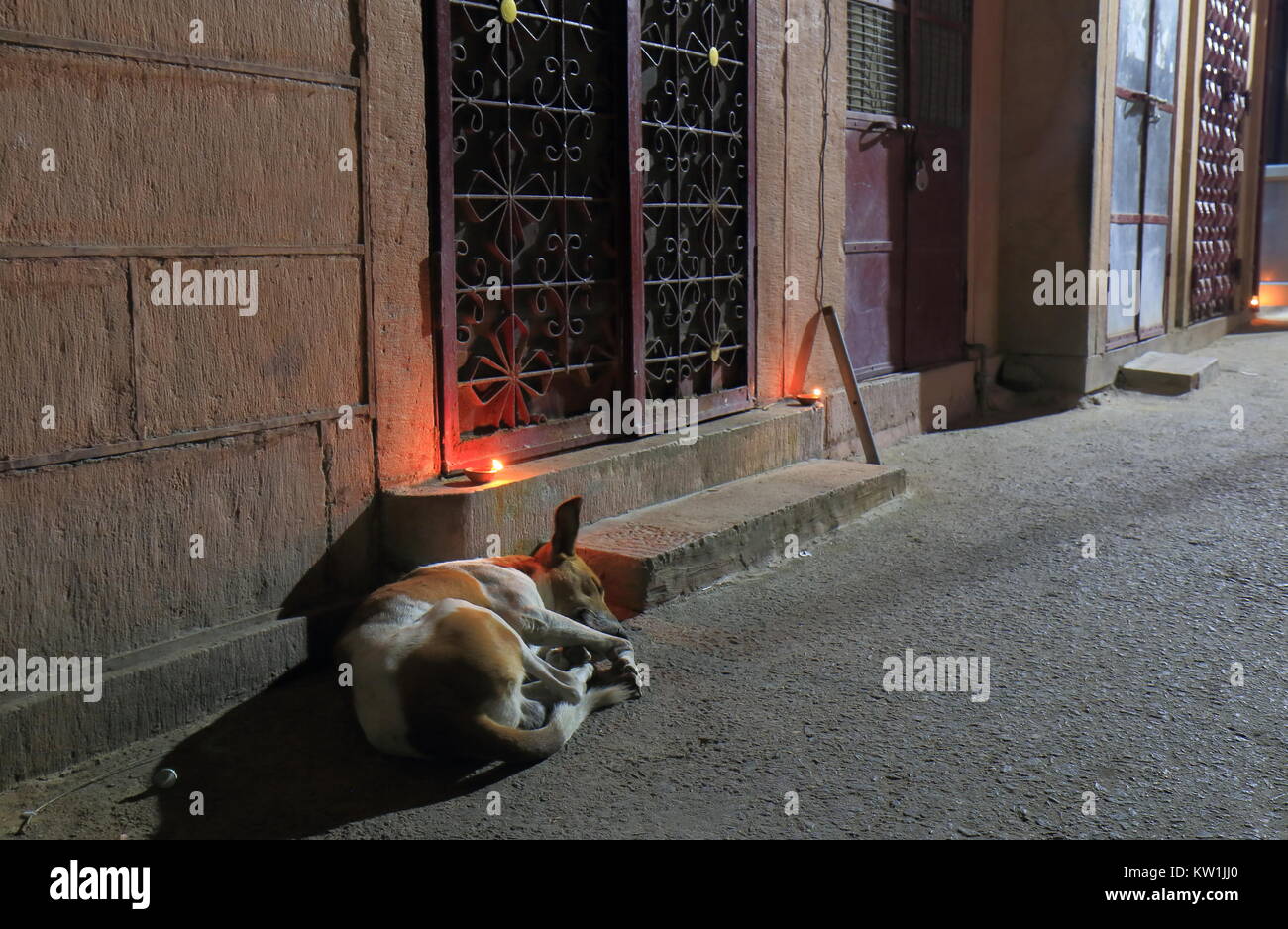 Chien errant dormir sur street Jodhpur Inde Banque D'Images