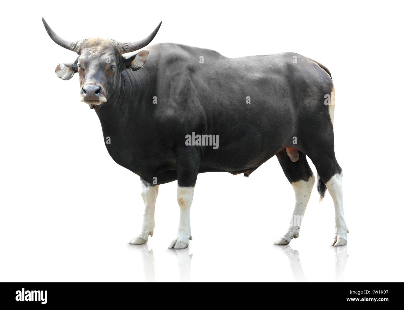 Big Black cow sur fond blanc Banque D'Images