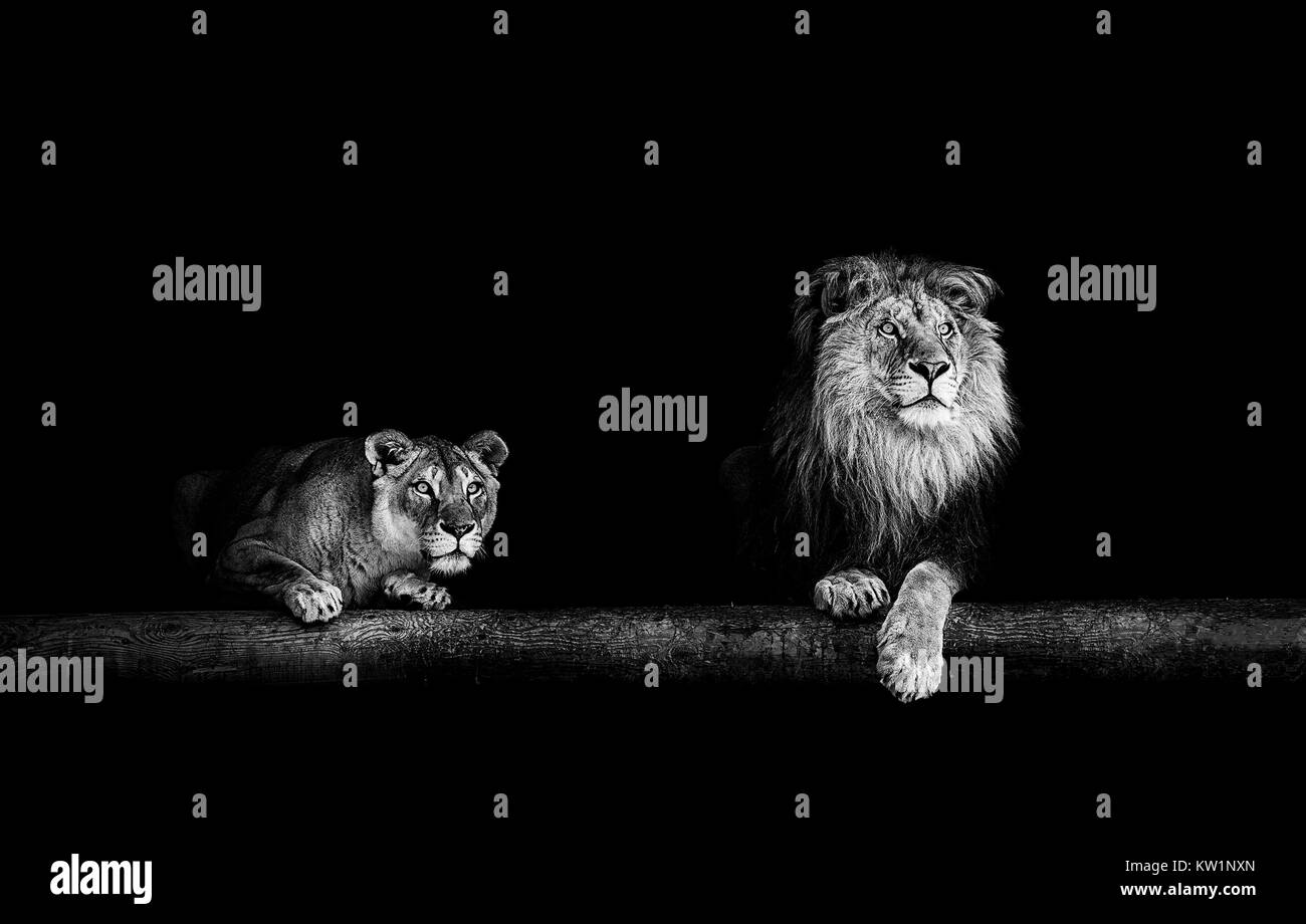 Lion et lionne, Portrait d'une belle les lions, les lions dans le noir Banque D'Images