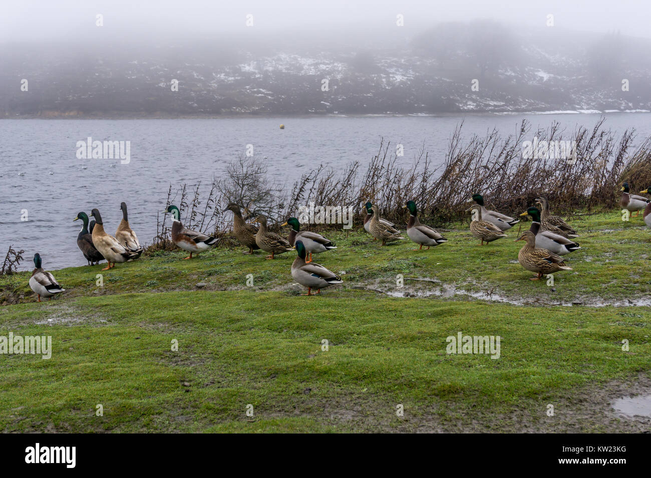 L'alimentation des canards colverts dans la brume et les nuages bas Winscar au réservoir, Barnsley, South Yorkshire, Angleterre. Le 30 décembre 2017. Credit : Carl Dickinson/Alamy Live News Banque D'Images