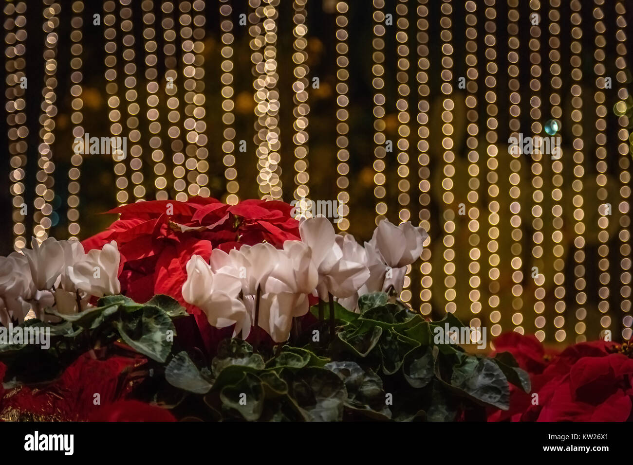 Un arrangement de vacances de poinsettias avec un bokeh de lumières de fête pour un arrière-plan. Banque D'Images