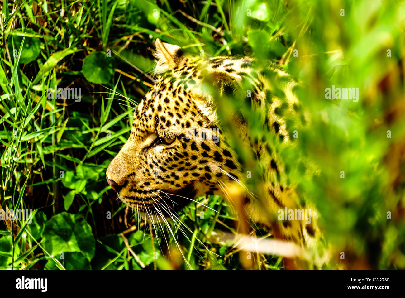 Close Up of a Leopard à l'Olifants River. Vu de près de la rivière Safari Boat près de la ville de Phalaborwa en Kruger National Park i Banque D'Images