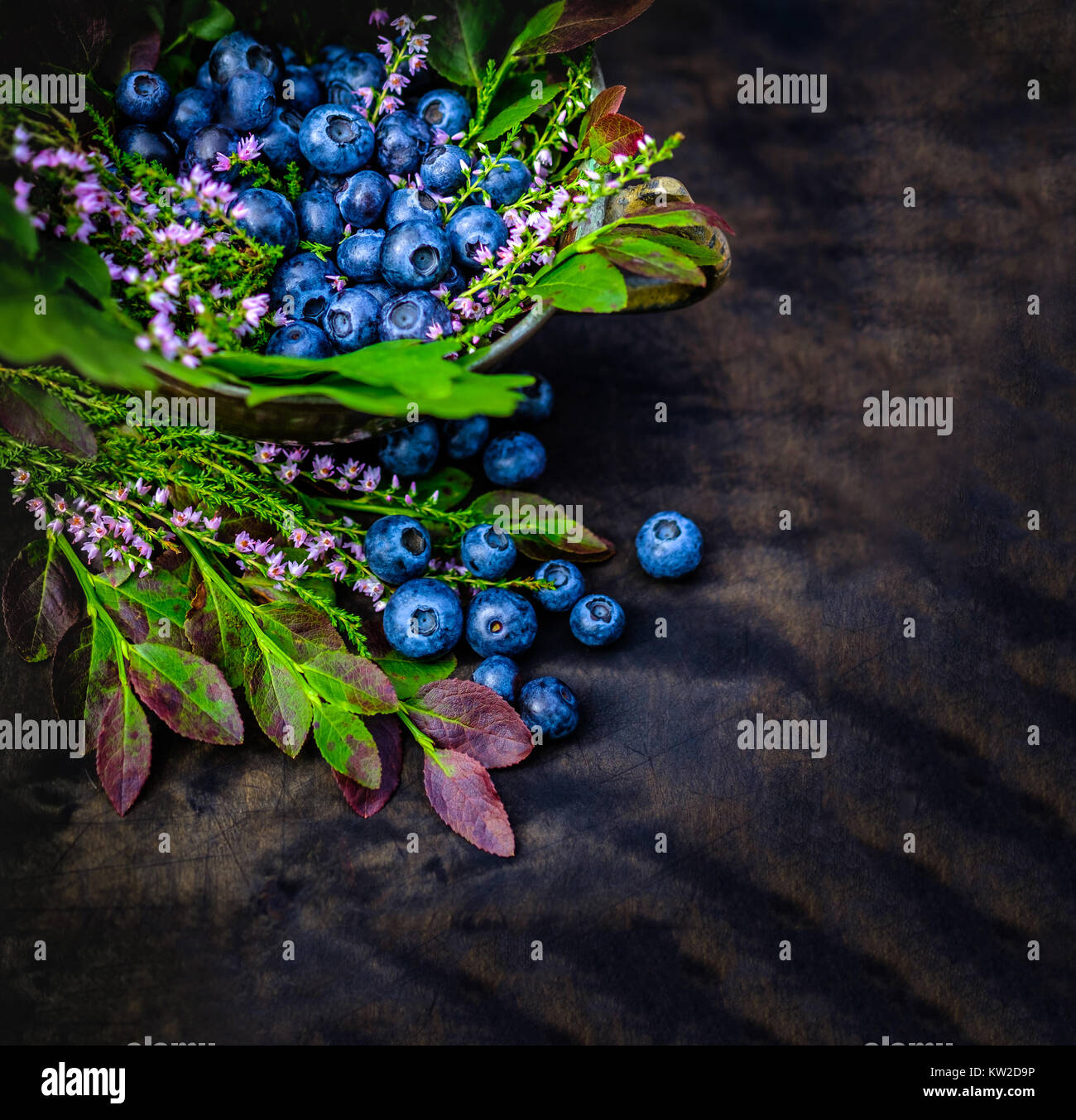 Des bleuets riches en antioxydants, des baies sauvages fraîches avec branches Banque D'Images