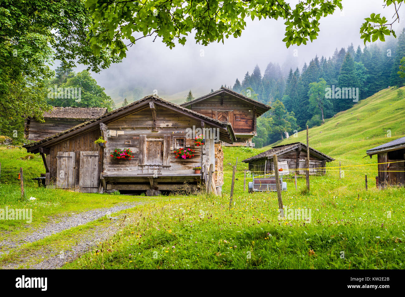 Vue panoramique des savoirs traditionnels en bois vieux chalets de montagne dans les Alpes avec la montagne verte fraîche des pâturages, arbres et brouillard mystique sur un jour nuageux en été Banque D'Images