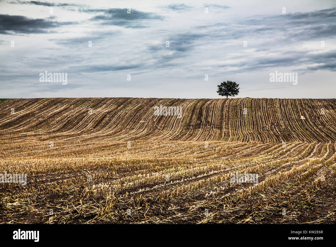 Paysage d'automne avec lonely tree et dramatique nuages dans l'arrière-plan, Bavière, Allemagne Banque D'Images