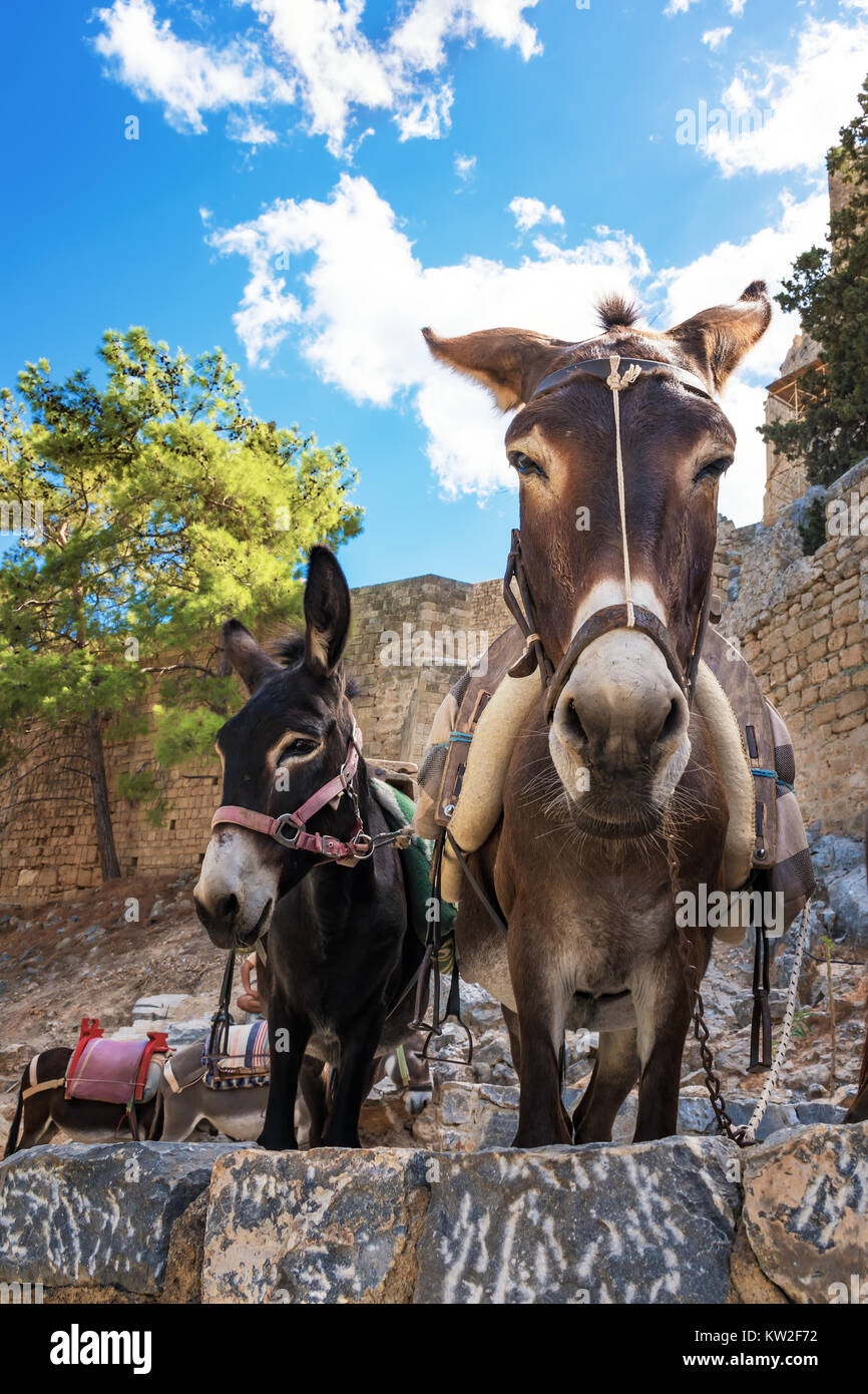 Taxi de l'Âne - les ânes utilisés pour transporter les touristes à l'Acropole de Lindos (Rhodes, Grèce) Banque D'Images