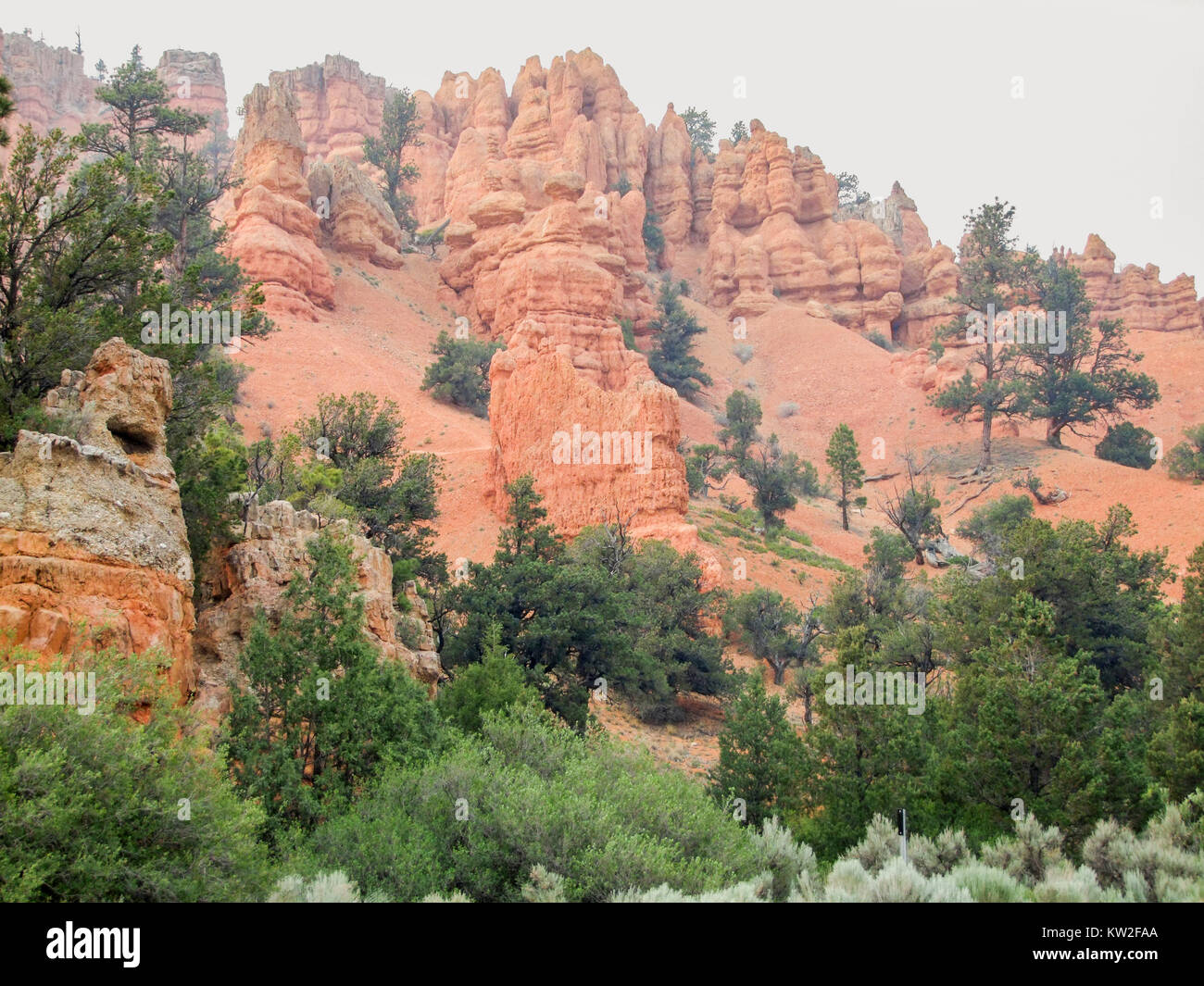 Paysage rocheux avec cheminées et arbres au Parc National de Bryce Canyon situé dans l'Utah en USA Banque D'Images