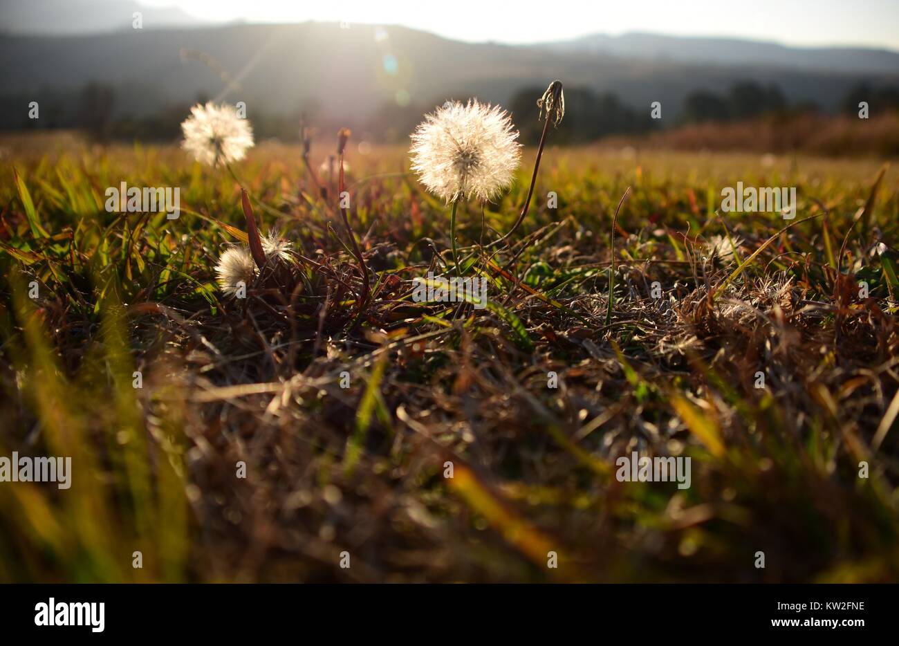 Graines de pissenlit dans un champ d'herbe verte, tourné à un angle faible avec le soleil en contre-jour et montagnes dans l'arrière-plan lointain Banque D'Images