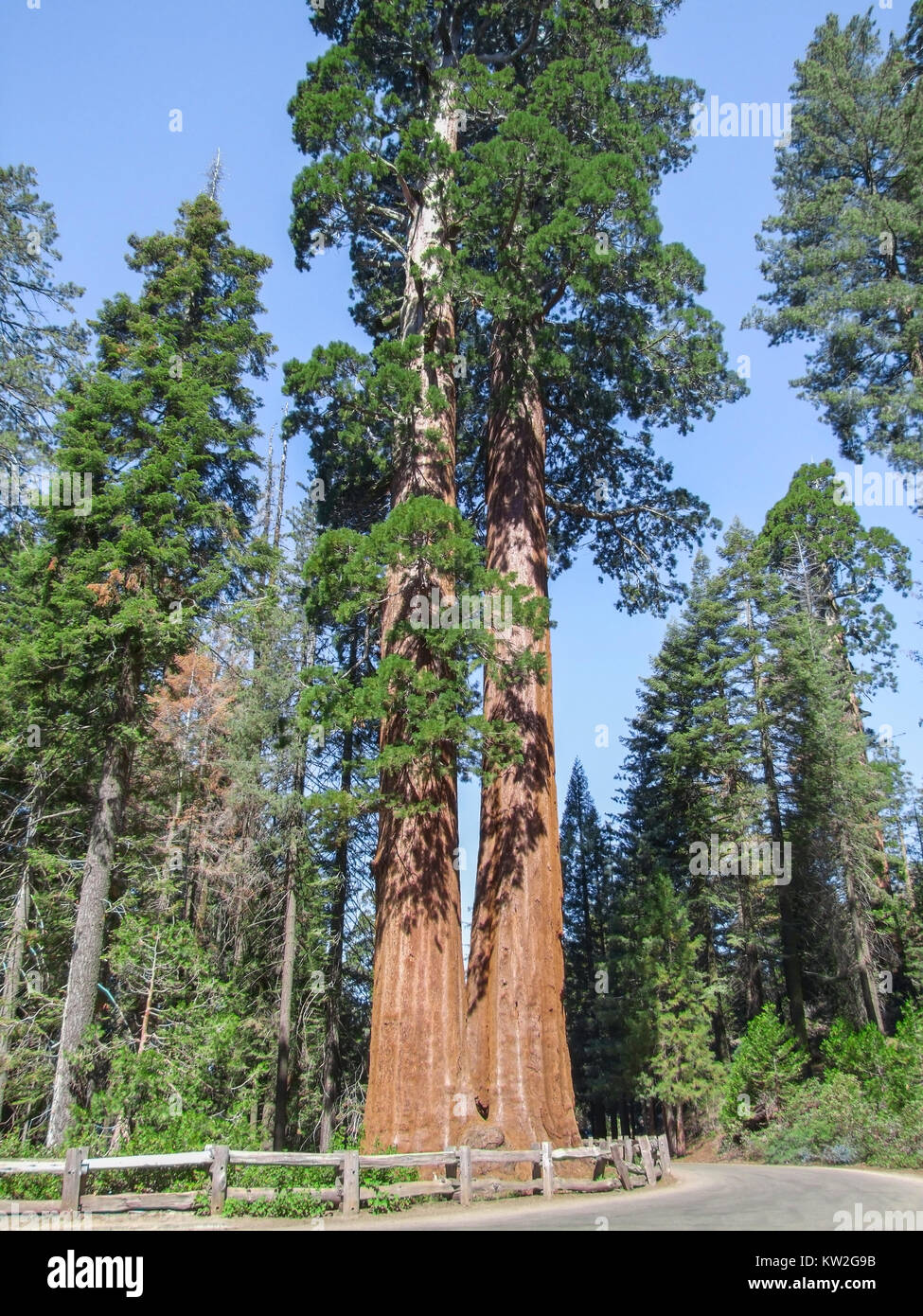 Paysages à la Sequoia et Kings Canyon National Park avec arbres séquoia de Californie, USA Banque D'Images