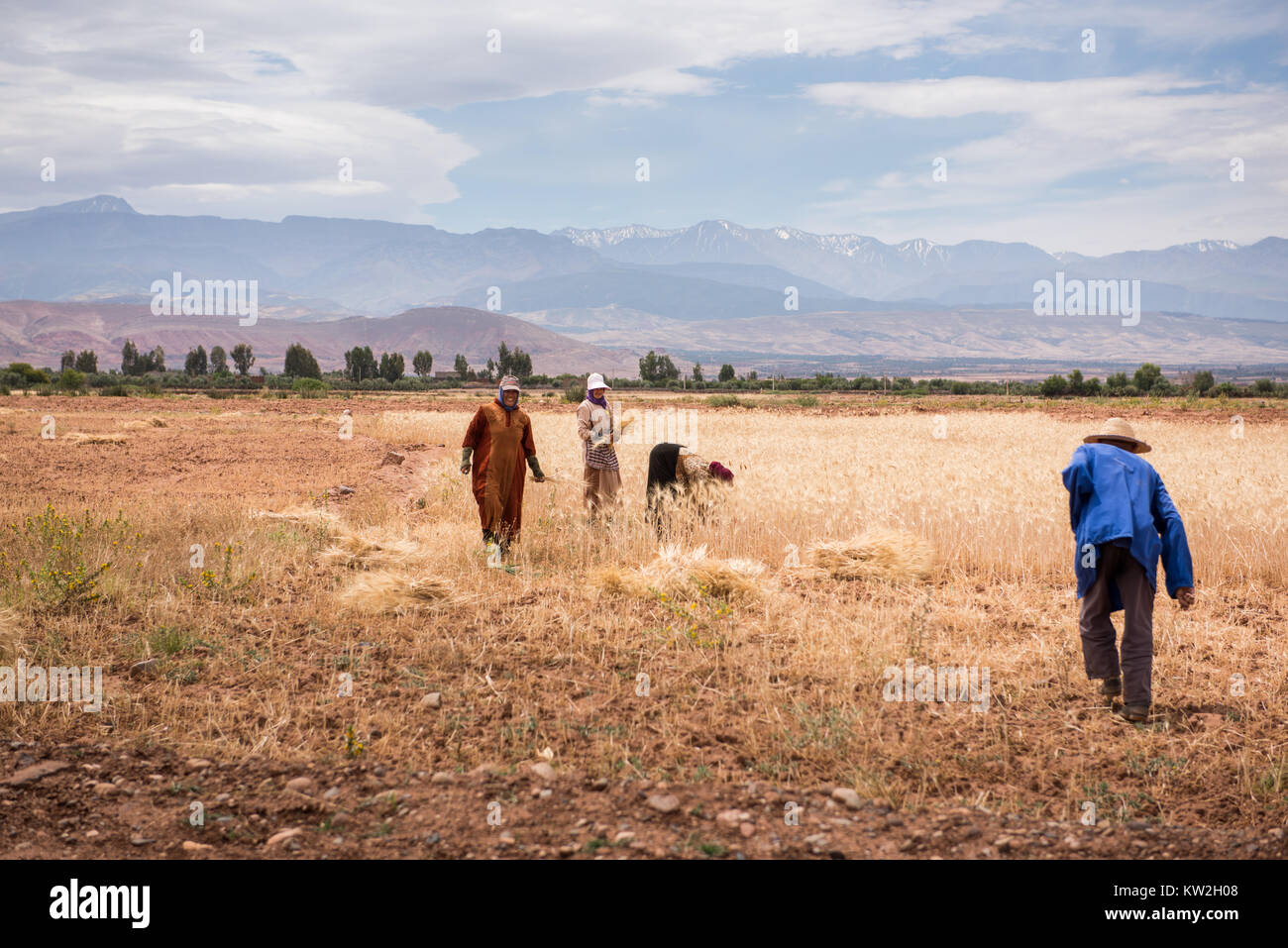 Près de Marrakech, Maroc, 10 mai 2017 : les agriculteurs marocains au travail de la récolte dans un champ de céréales. De nombreux agriculteurs travaillent encore manuellement Banque D'Images