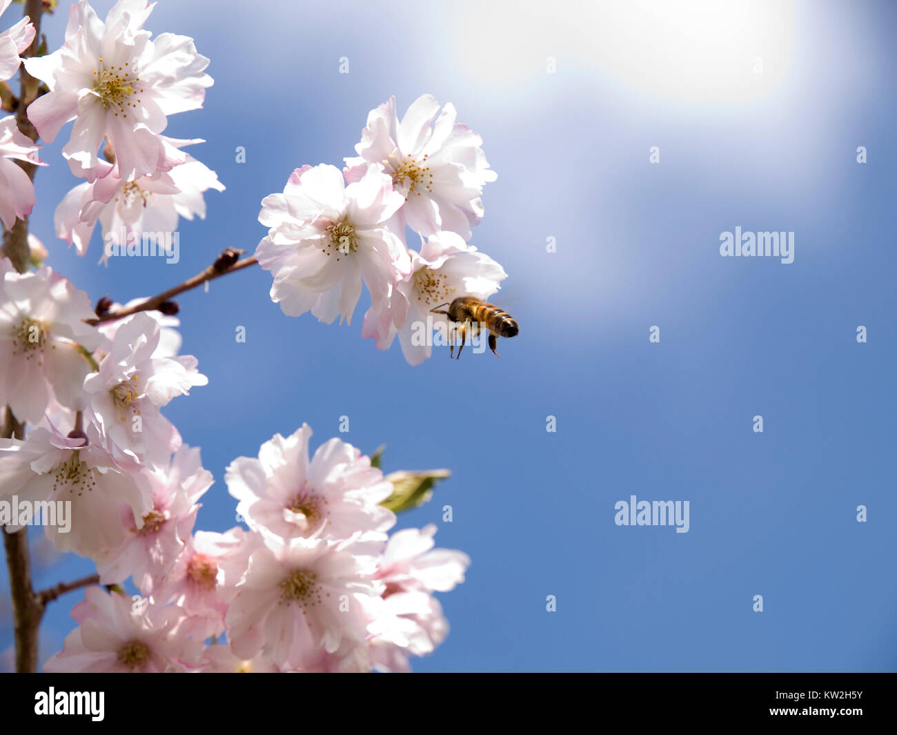 Une abeille prise en plein vol la collecte de nectar d'une fleur de printemps. Banque D'Images