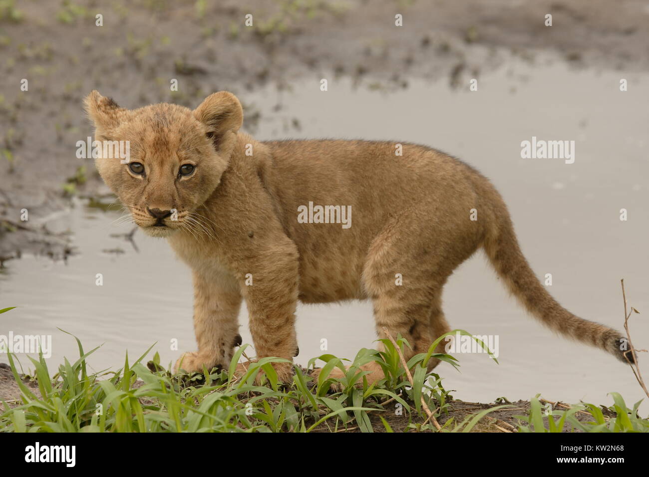 Lion Cub à Chobe Waterhole Banque D'Images