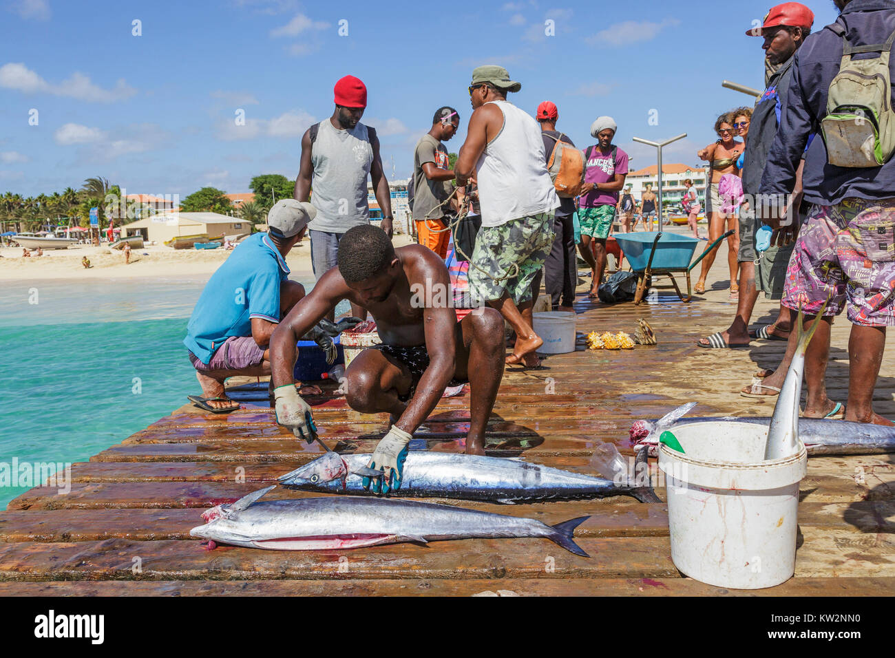 Les pêcheurs locaux l'éviscération et la vente des poissons fraîchement pêchés sur la jetée en bois à Santa Maria, île de Sal, Salina, Cap Vert, Afrique Banque D'Images