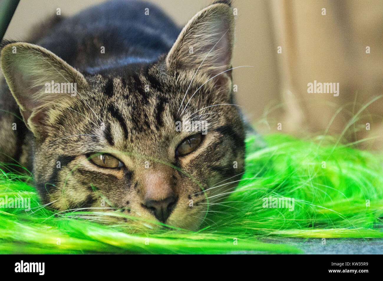 Beau Chat Tigre Fixant A La Maison Avec Son Menton Reposait Sur Une Perruque Verte Lumineuse De Pres De L Cat Face A De Grandes Oreilles Yeux Jaunes Chat Fatigue Endormi Photo Stock