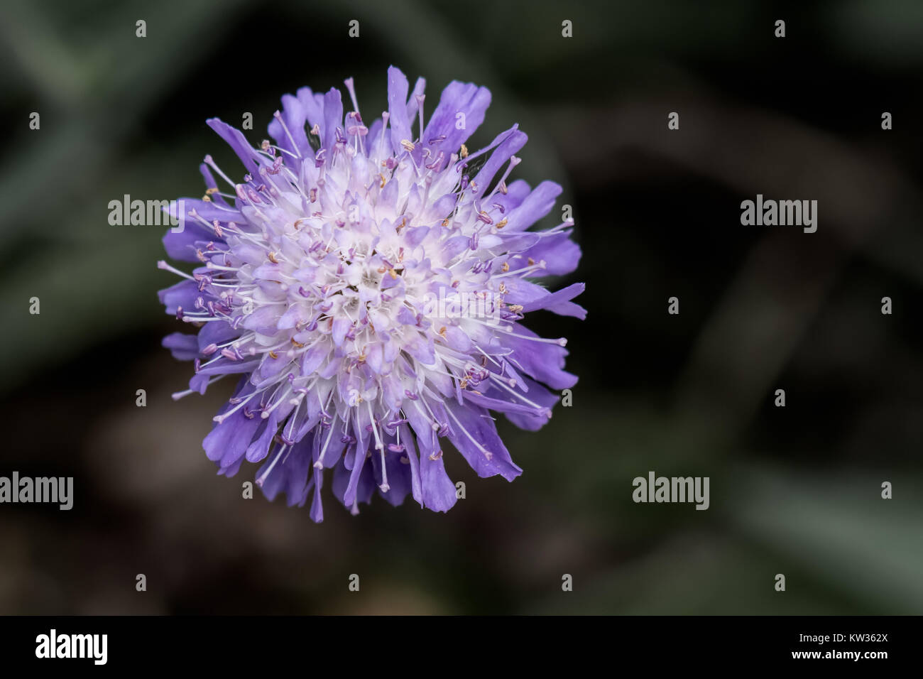 Une image très proche de la fleur d'un Succisa pratensis, également connu sous le nom de Devil's bits ou devil's bit scabious Banque D'Images