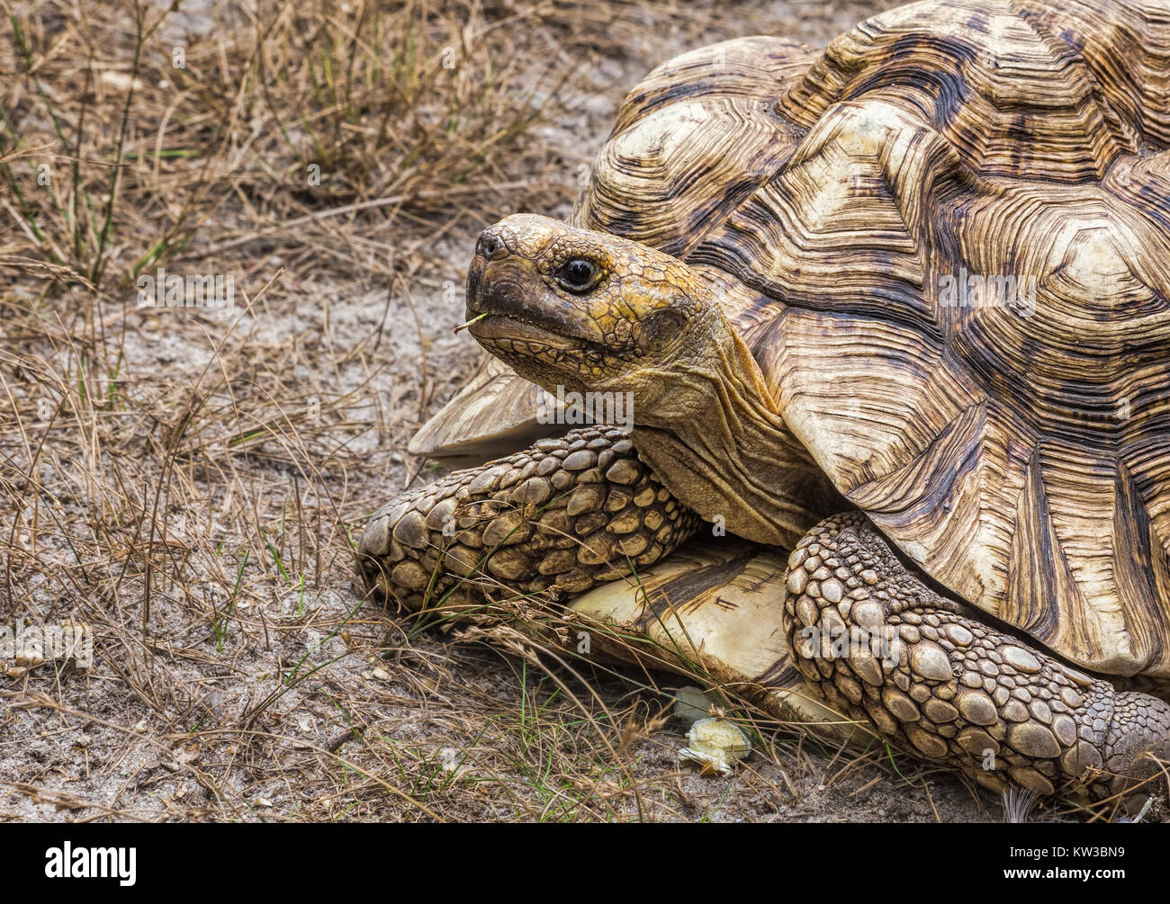 Une tortue géante d'Aldabra (Aldabrachelys gigantea) Banque D'Images