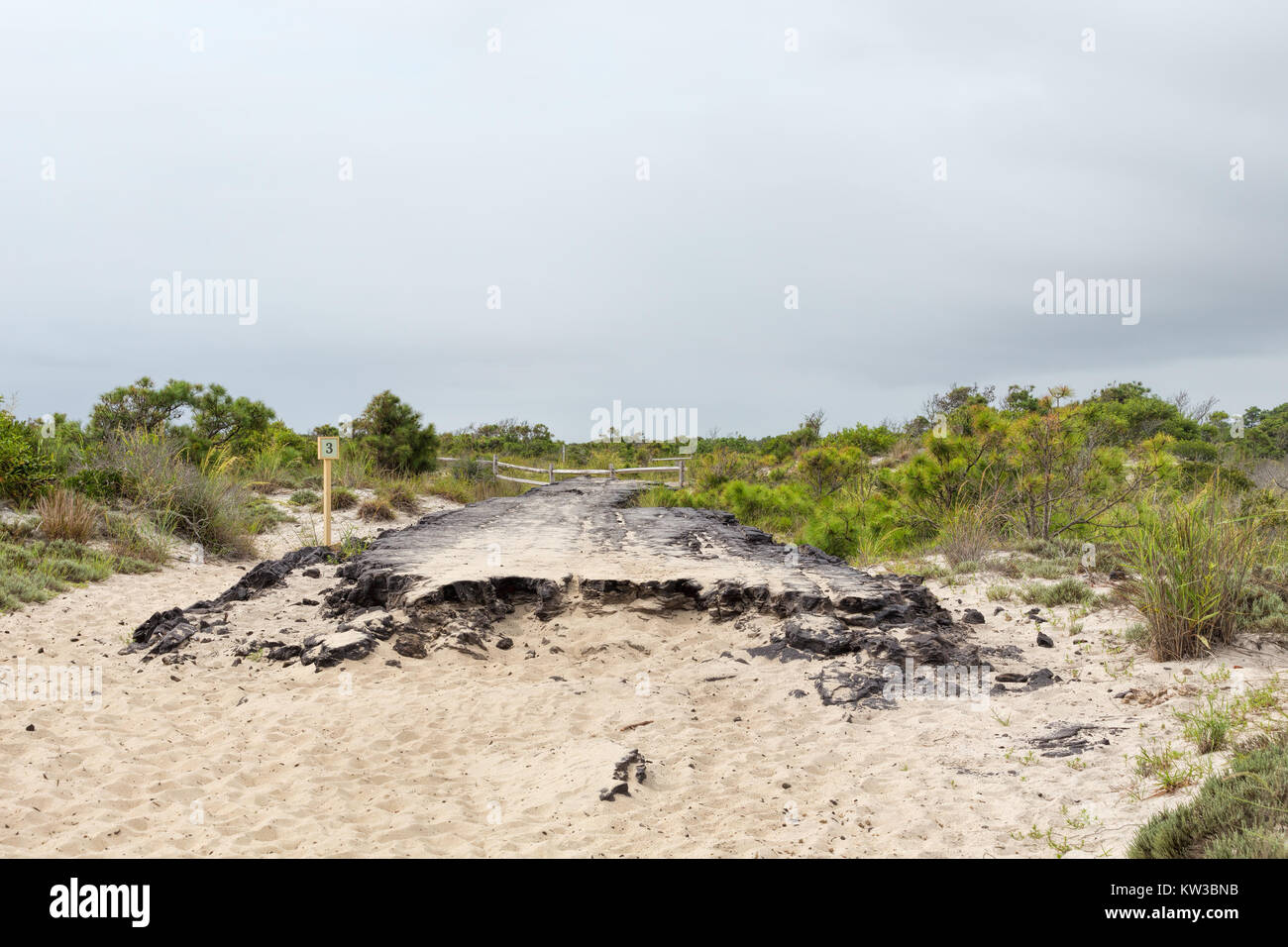 Vestiges d'une ancienne route asphaltée le long d'une des pistes de dunes de sable sur le nord, le Maryland fin de Assateague Island. Banque D'Images