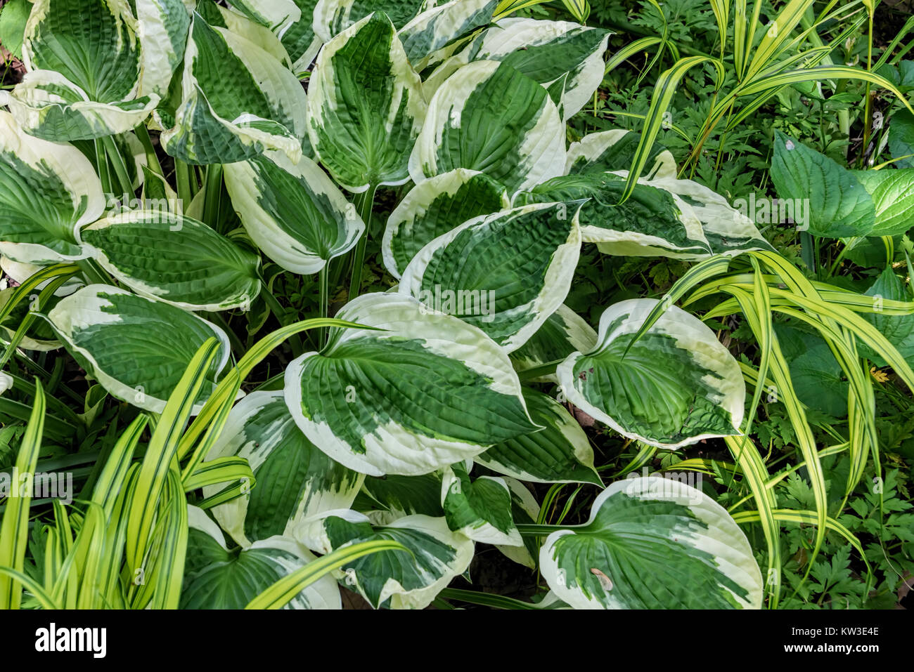 Libre de feuilles vertes avec des bordures blanches Banque D'Images