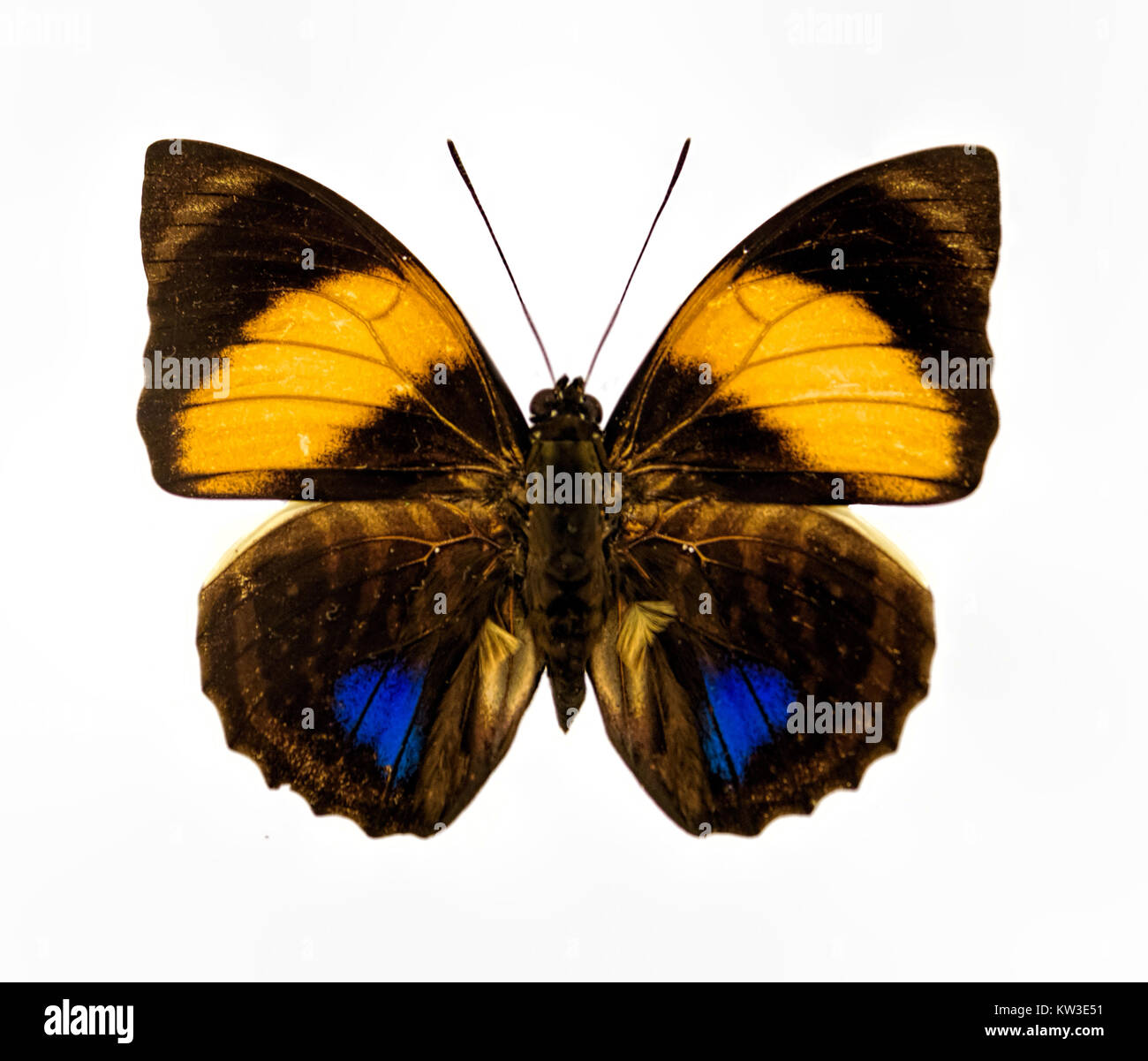 Jaune bleu et brun gros plan papillon isolé sur fond blanc Banque D'Images