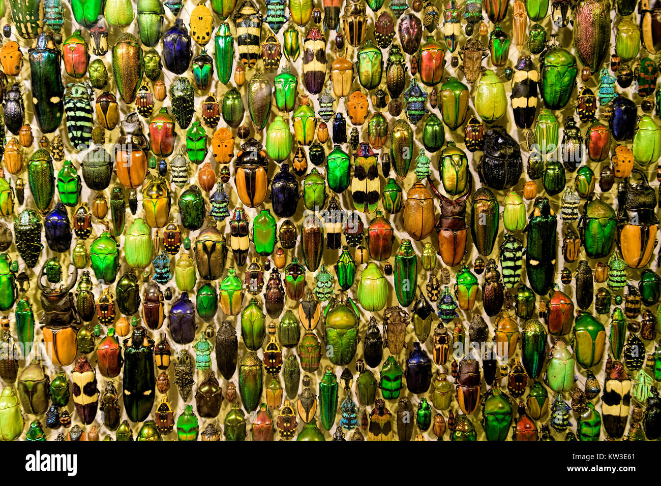 Une collection colorée de coléoptères dans l'Insectarium de Montréal Banque D'Images