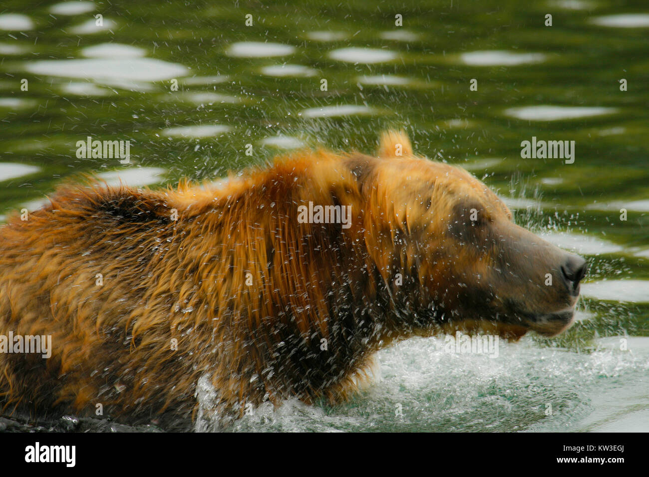 Ours brun (Ursus arctos) secouant l'excès d'eau créant un tourbillon de gouttelettes d'eau Banque D'Images