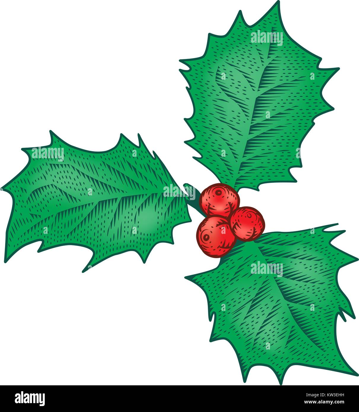 Houx de Noël Direction générale. Ilex aquifolium feuilles et fruits en style vintage vector illustration gravure. Maison de décoration. Illustration de Vecteur
